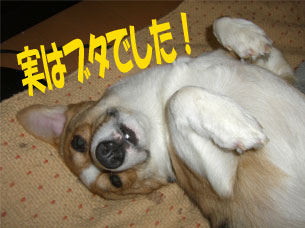 �����Ă�̂�I